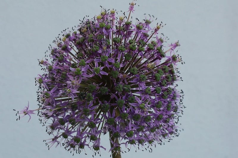 Plant Selection