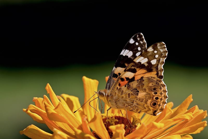 Summer Flowers and Butterflies