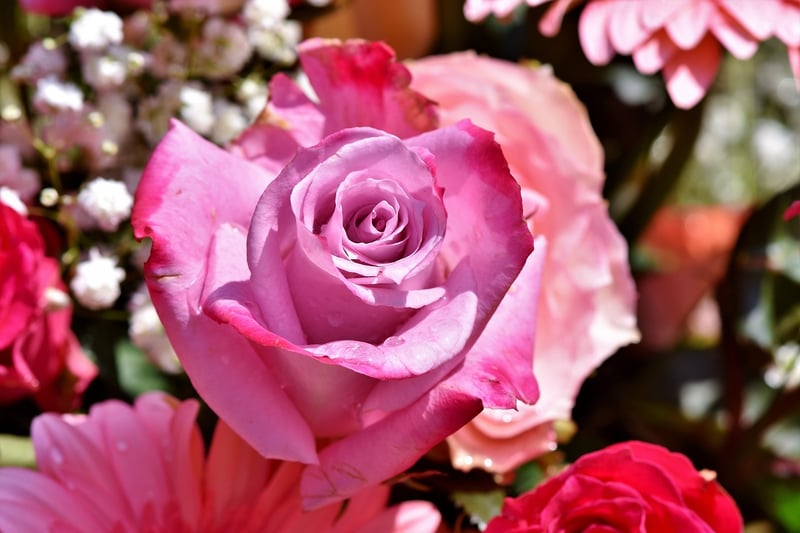 Summer Garden Rose