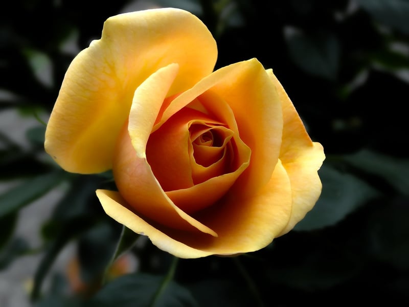 Garden Rose